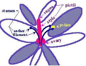 Diagram of a Flower