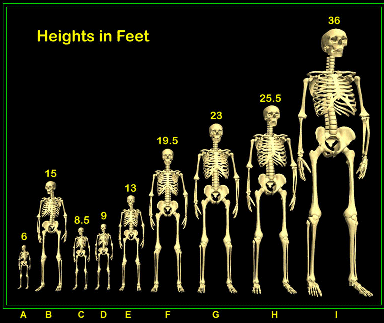 Bible on See A Video Of A Giant Skeleton  Race Of Giants  Found In India In