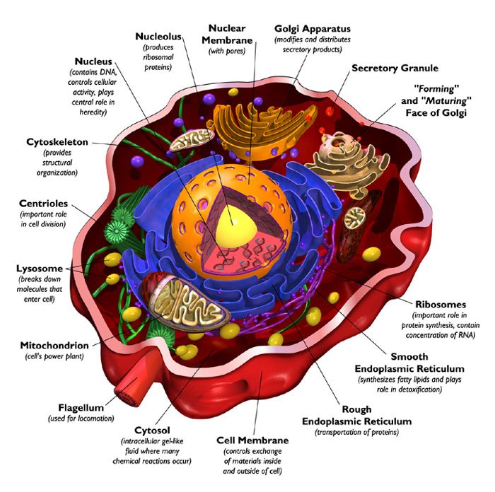 Structure Of Human Cell With Labels Images & Pictures Becuo