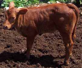 red heifer picture